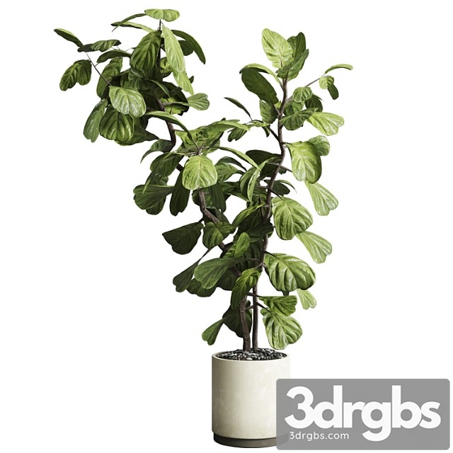 Indoor plant 149 plant ficus lyrata concrete vase - thumbnail 1