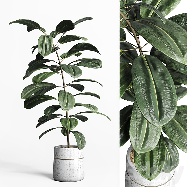 indoor plant 159 pot plant ficus rubbery concrete dirt vase 3DS Max Model - thumbnail 1