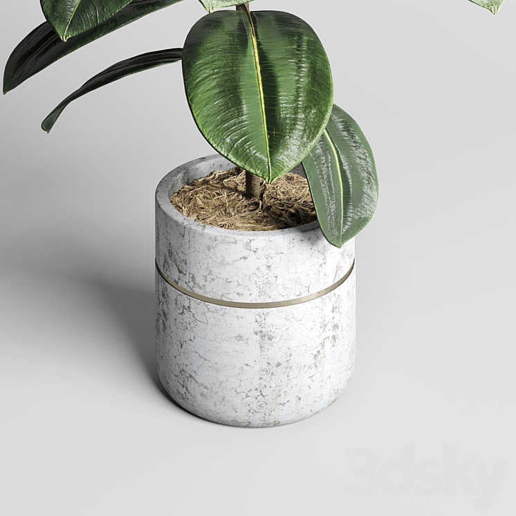 indoor plant 159 pot plant ficus rubbery concrete dirt vase 3DS Max Model - thumbnail 2