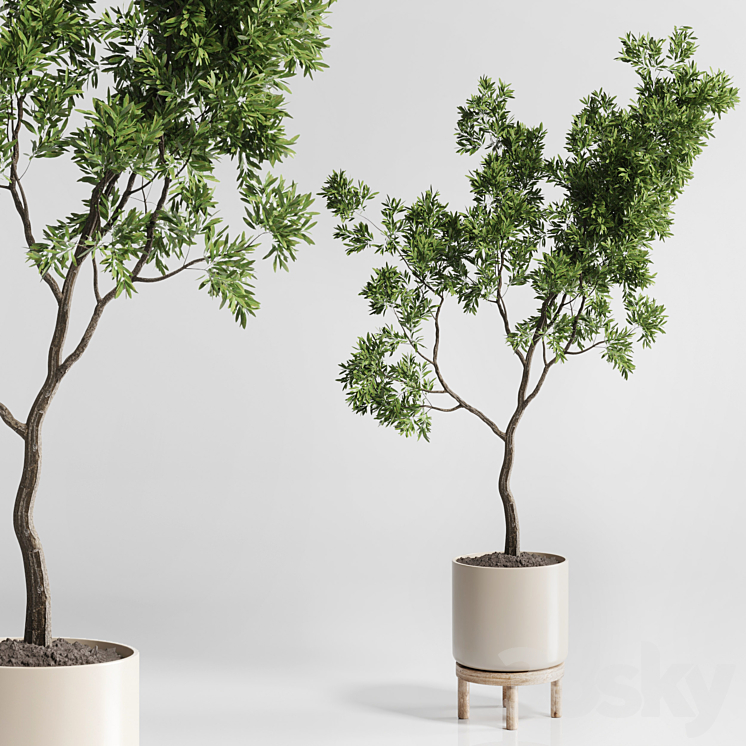 Indoor plant 176 wooden vase plant tree pot 3DS Max Model - thumbnail 3