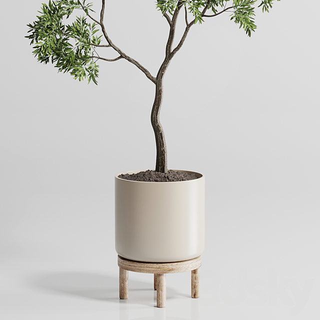 Indoor plant 176 wooden vase plant tree pot 3DSMax File - thumbnail 2