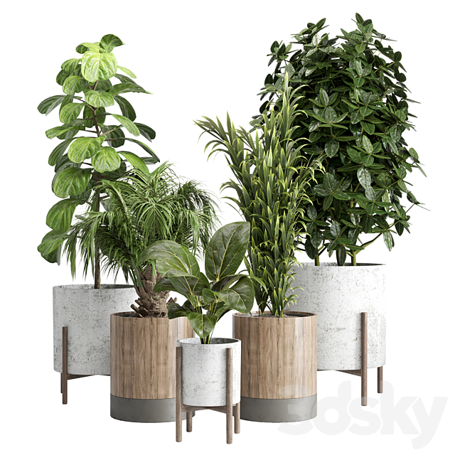 Indoor plant 20 3DSMax File - thumbnail 1