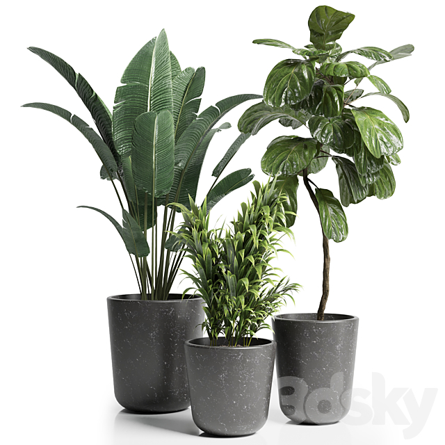 Indoor plant 21 3DSMax File - thumbnail 1