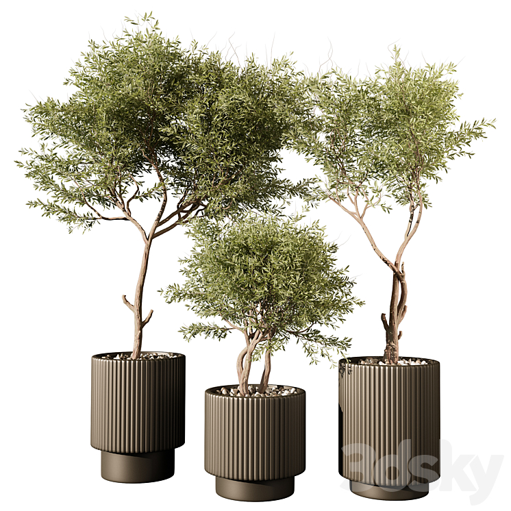 indoor Plant 240 3DS Max Model - thumbnail 1