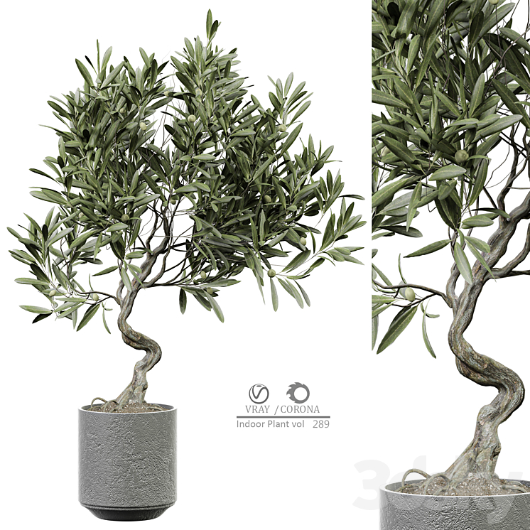 indoor Plant 289 3DS Max Model - thumbnail 1