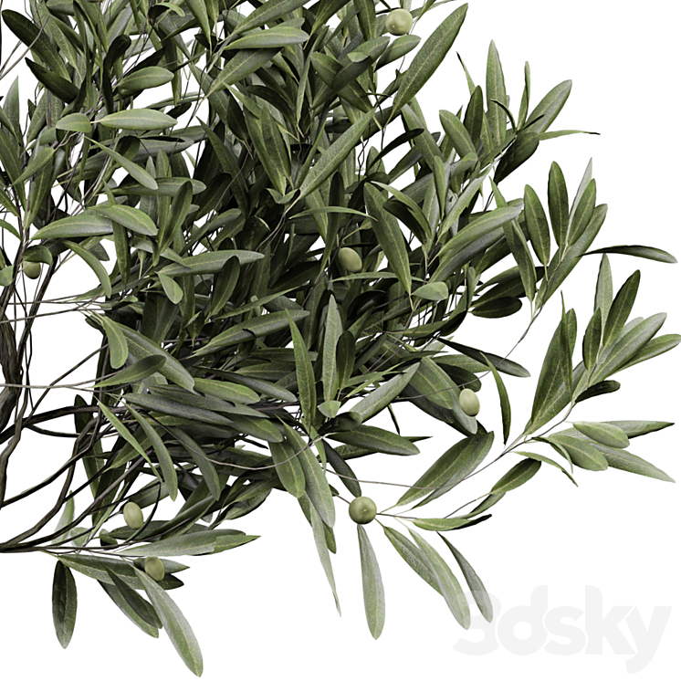 indoor Plant 289 3DS Max Model - thumbnail 2