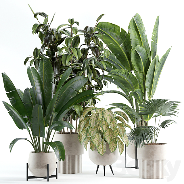 indoor plant 308 3ds Max - thumbnail 1