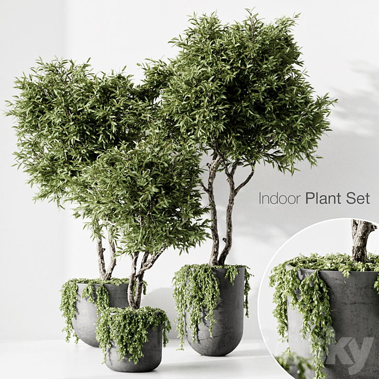 indoor plant 3DS Max Model - thumbnail 1