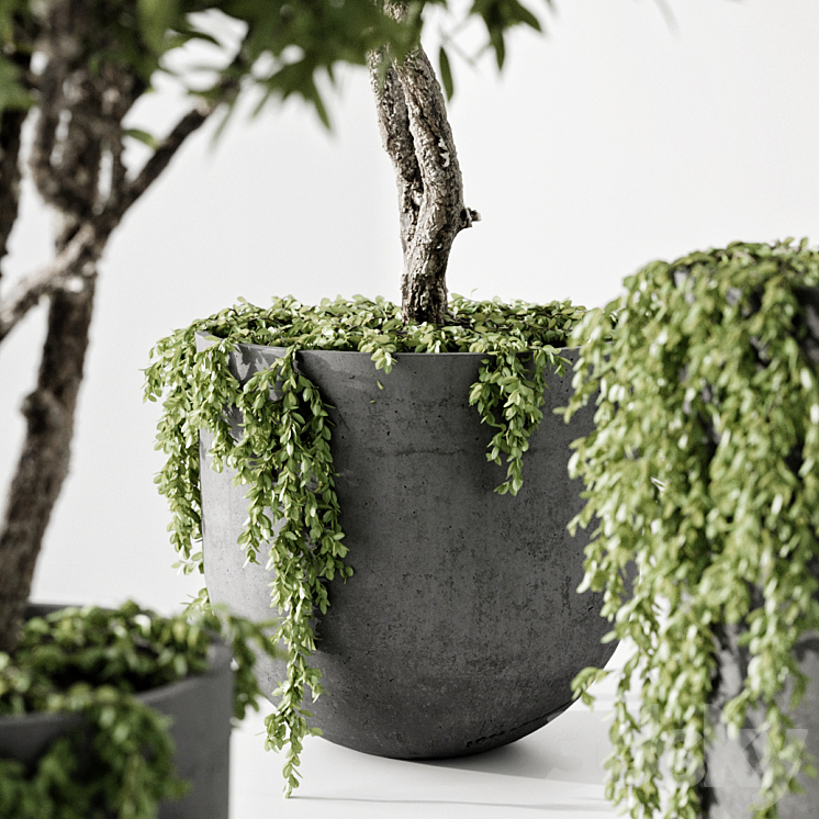 indoor plant 3DS Max Model - thumbnail 2