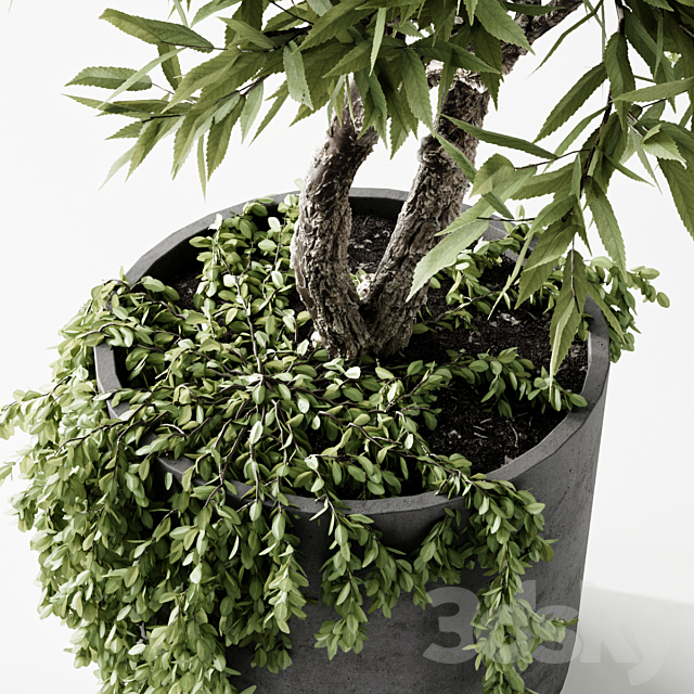 indoor plant 3DSMax File - thumbnail 3