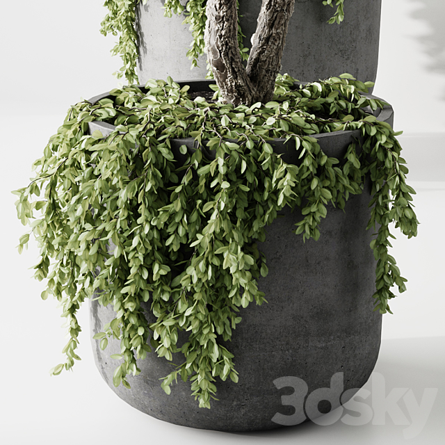 indoor plant 3DSMax File - thumbnail 6