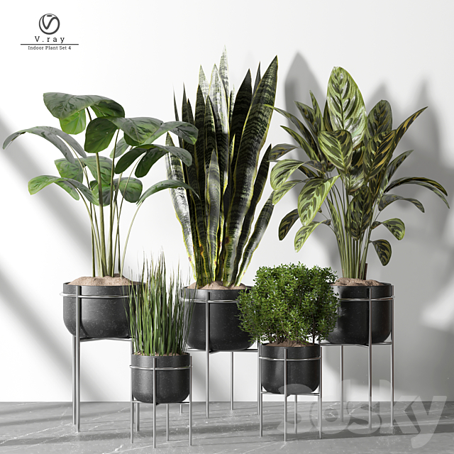 indoor Plant 4 3ds Max - thumbnail 2