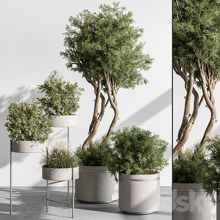 indoor Plant 433 – Tree and Bush 3DS Max Model - thumbnail 1