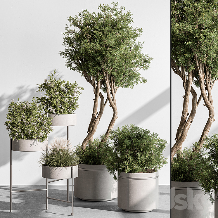 indoor Plant 433 – Tree and Bush 3DS Max - thumbnail 1