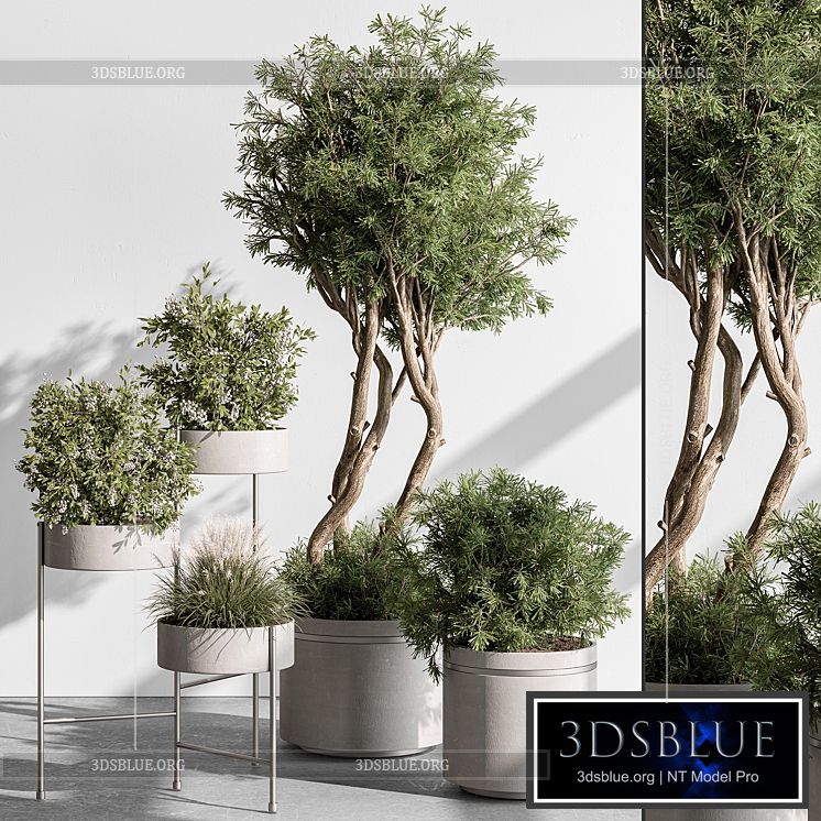 indoor Plant 433 – Tree and Bush 3DS Max - thumbnail 3