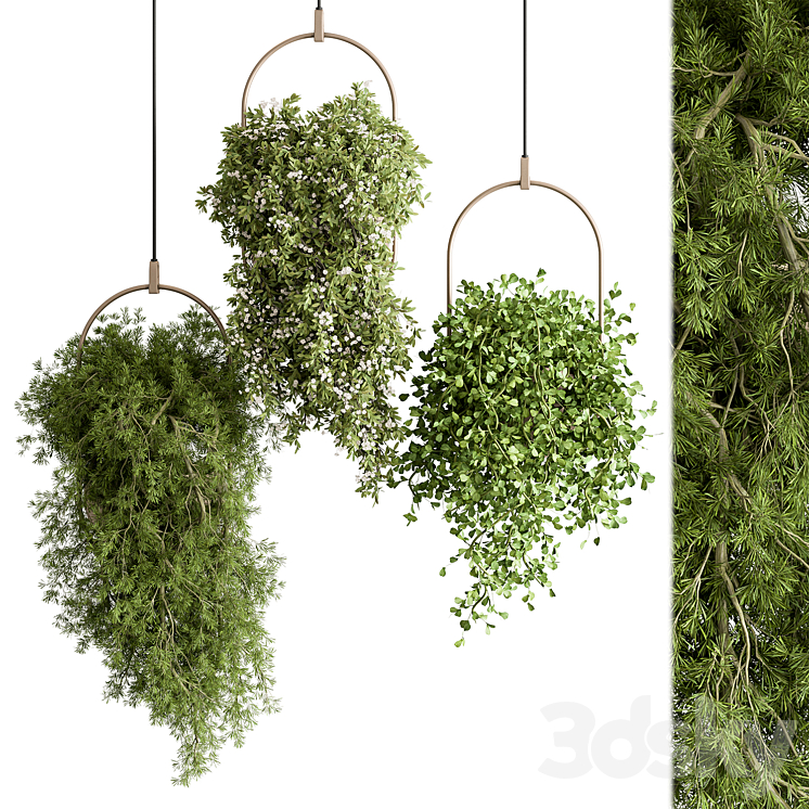 indoor Plant 438 – Hanging Plants 3DS Max Model - thumbnail 1