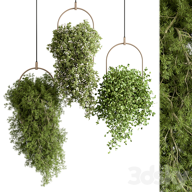 indoor Plant 438 – Hanging Plants 3DS Max - thumbnail 1