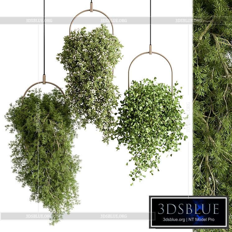 indoor Plant 438 – Hanging Plants 3DS Max - thumbnail 3