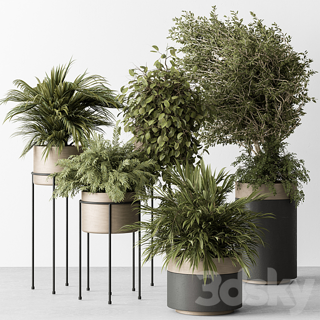 indoor Plant 442 – Tree and Bush 3DSMax File - thumbnail 1