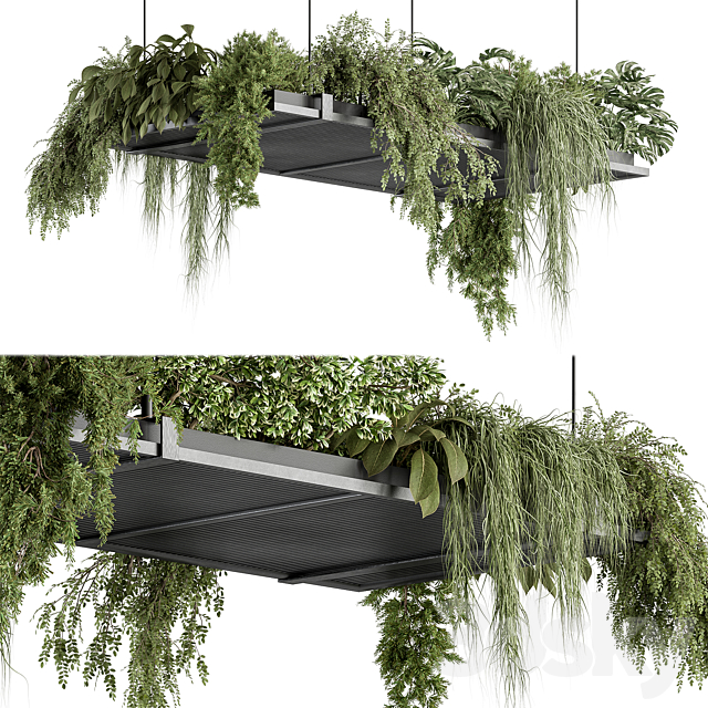 indoor Plant 443 – Hanging Plants 3DS Max Model - thumbnail 2