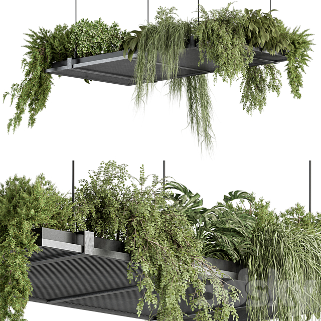 indoor Plant 443 – Hanging Plants 3DS Max Model - thumbnail 3