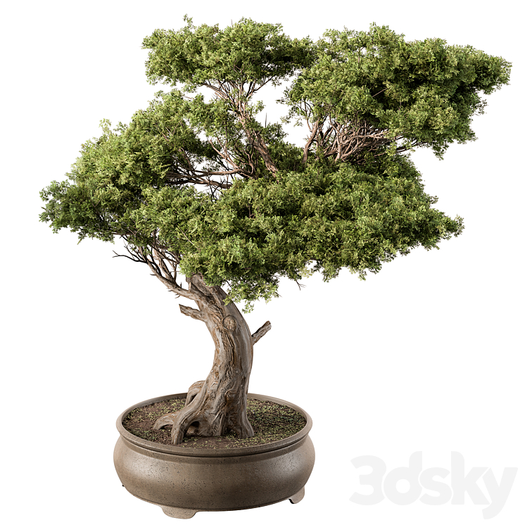 indoor Plant 451 – Bonsai Plant 3DS Max Model - thumbnail 3