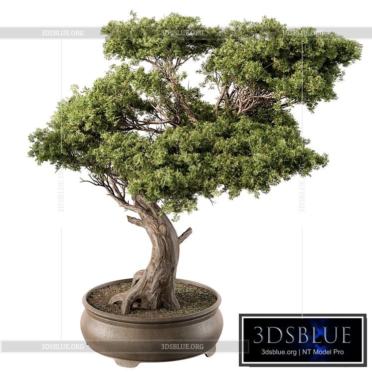 indoor Plant 451 – Bonsai Plant 3DS Max - thumbnail 3