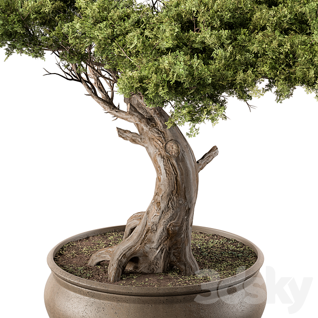 indoor Plant 451 – Bonsai Plant 3DSMax File - thumbnail 3