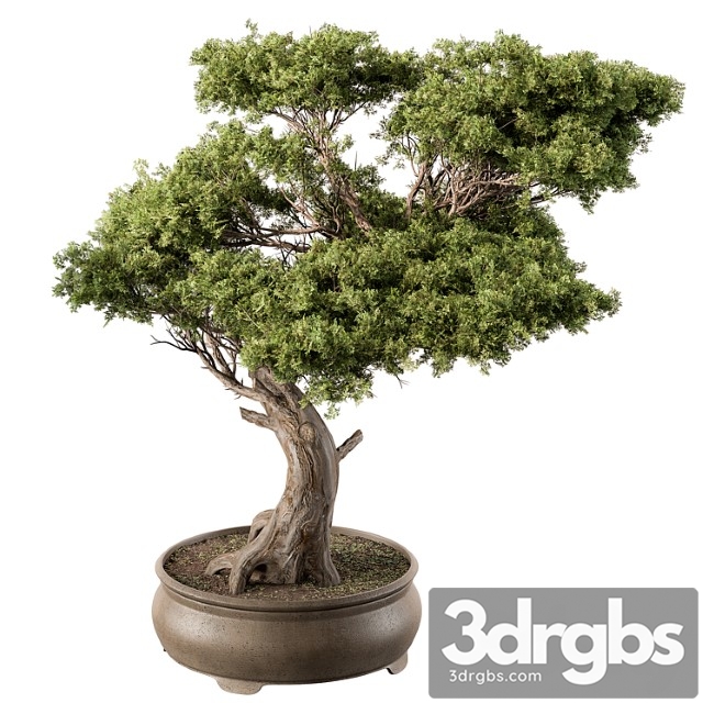 Indoor plant 451 – bonsai plant - thumbnail 1