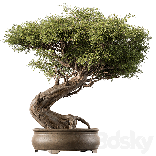 indoor Plant 452 – Bonsai Plant 3DSMax File - thumbnail 1