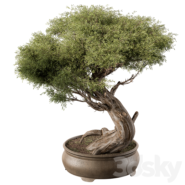 indoor Plant 452 – Bonsai Plant 3DSMax File - thumbnail 2