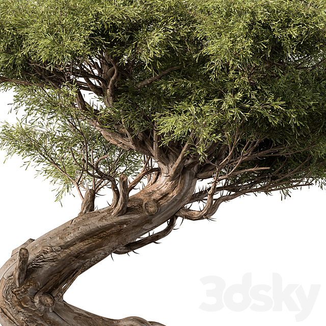 indoor Plant 452 – Bonsai Plant 3DSMax File - thumbnail 3