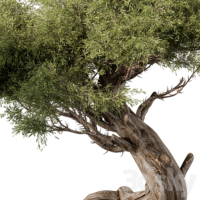 indoor Plant 452 – Bonsai Plant 3DSMax File - thumbnail 4