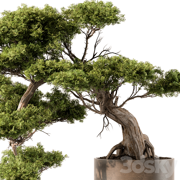 indoor Plant 455 – Bonsai Plant 3DS Max Model - thumbnail 2