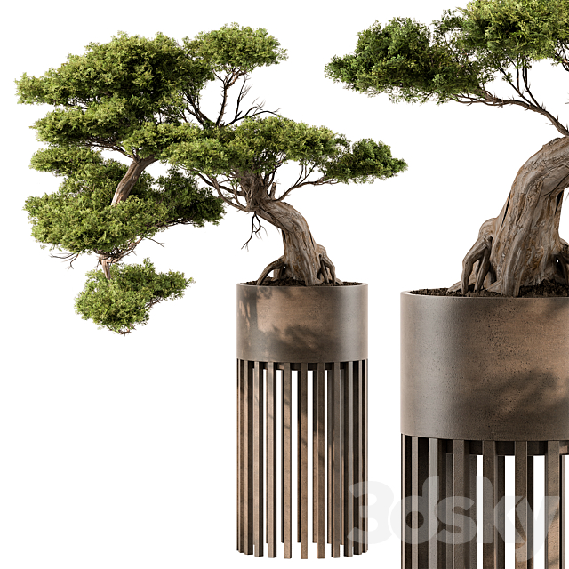 indoor Plant 455 – Bonsai Plant 3DSMax File - thumbnail 1