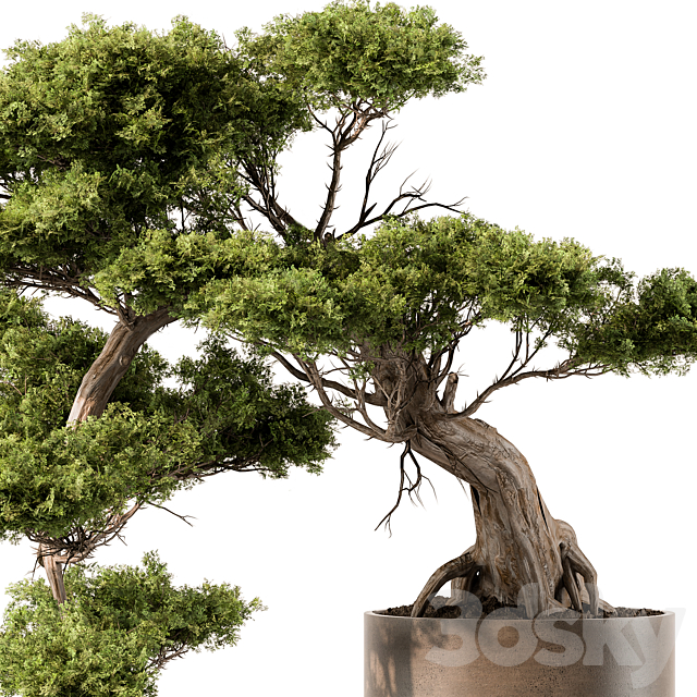 indoor Plant 455 – Bonsai Plant 3DSMax File - thumbnail 2