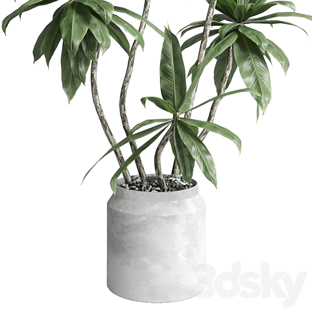 Indoor plant 460 concrete dirt vase plant fiucs tree pot 3DS Max Model - thumbnail 2