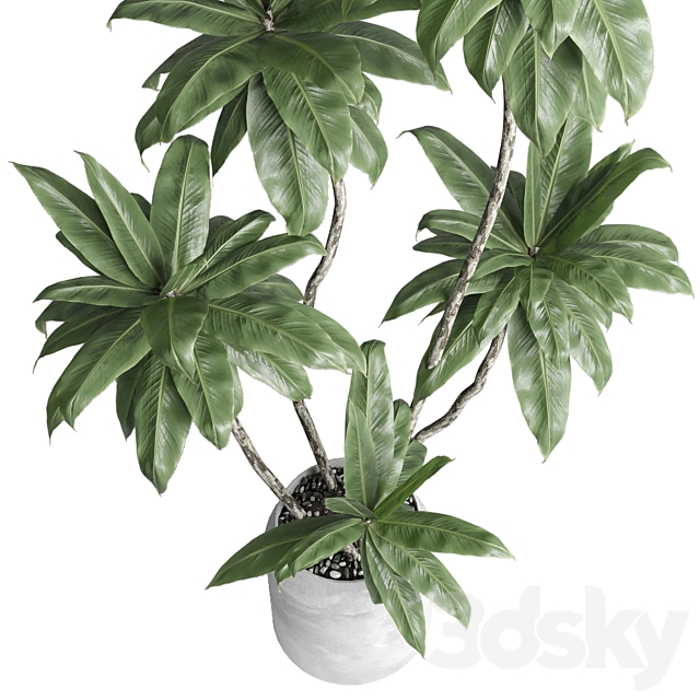 Indoor plant 460 concrete dirt vase plant fiucs tree pot 3DS Max Model - thumbnail 4