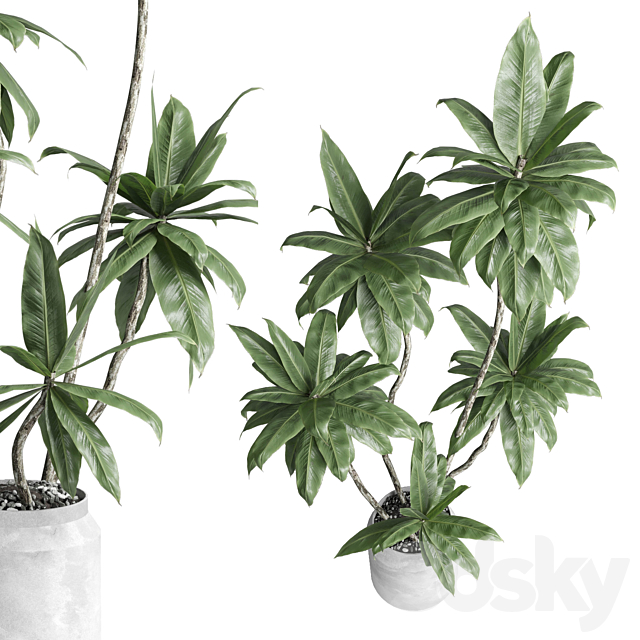 Indoor plant 460 concrete dirt vase plant fiucs tree pot 3DS Max Model - thumbnail 5