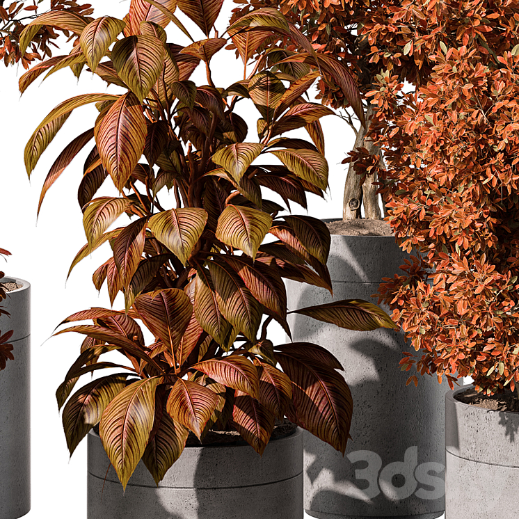 indoor Plant 463 – Tree and Bush 3DS Max - thumbnail 2