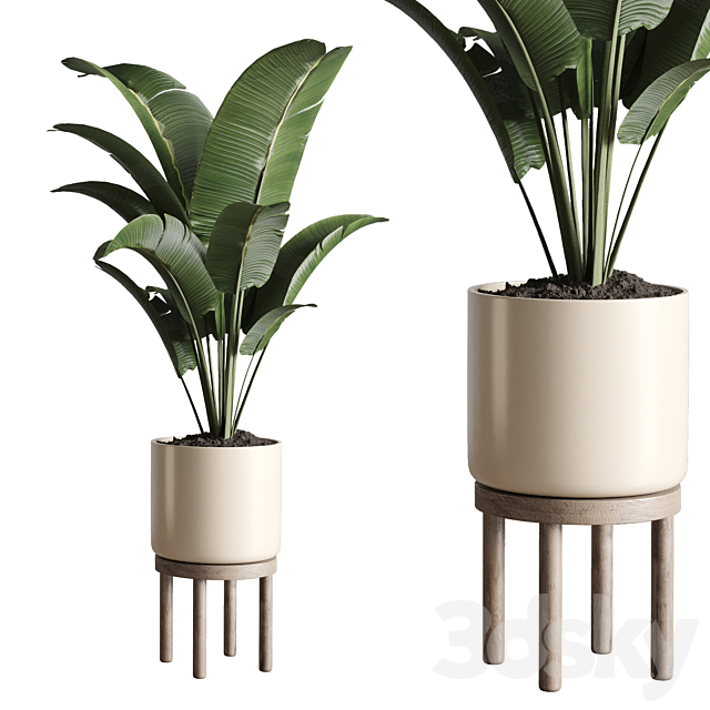 Indoor plant 48 vase wood 3DSMax File - thumbnail 1