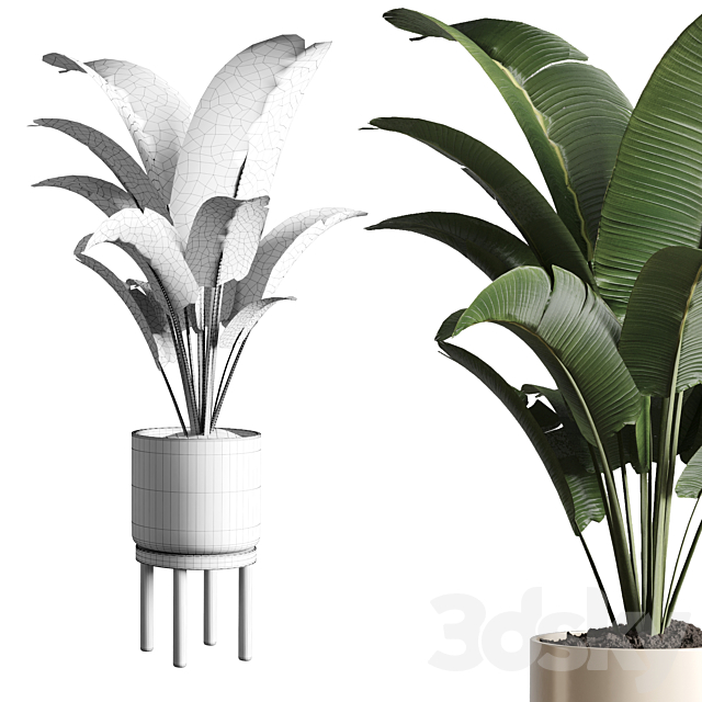 Indoor plant 48 vase wood 3DSMax File - thumbnail 3