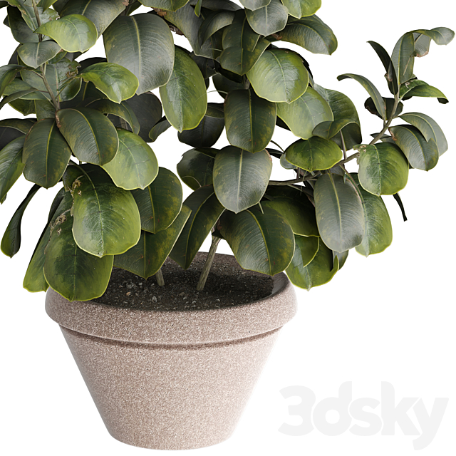 indoor Plant 491 3DS Max Model - thumbnail 2