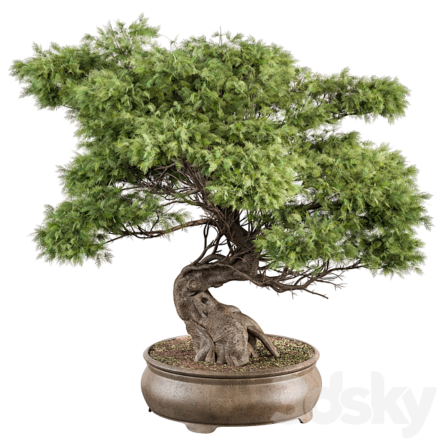 indoor Plant 491 – Bonsai Plant 3DSMax File - thumbnail 1