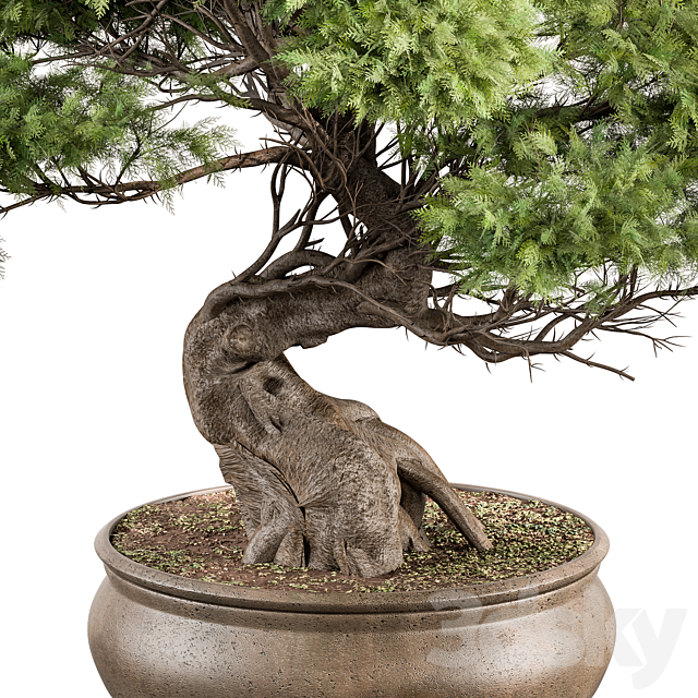 indoor Plant 491 – Bonsai Plant 3DSMax File - thumbnail 2