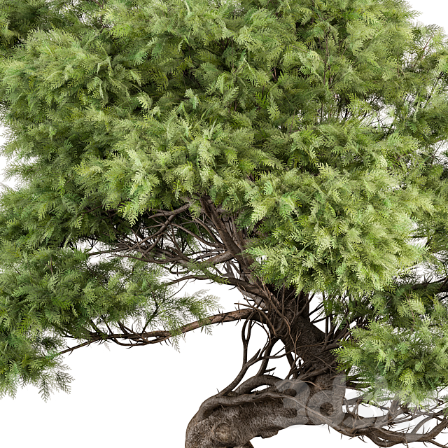 indoor Plant 491 – Bonsai Plant 3DSMax File - thumbnail 3