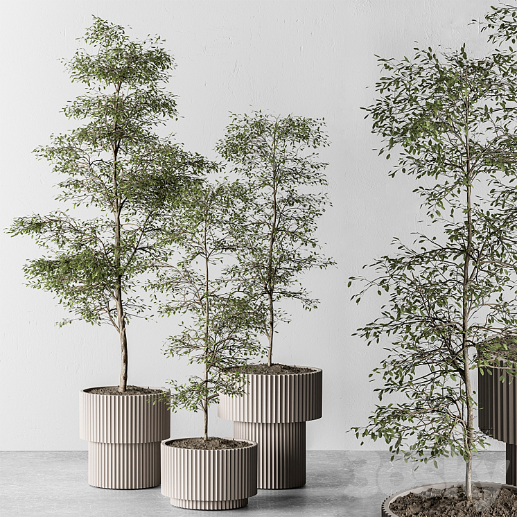 indoor Plant 497 – Sapling Tree 3DS Max Model - thumbnail 1
