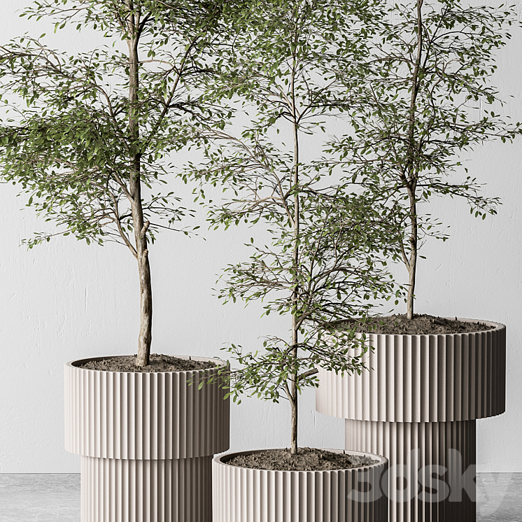 indoor Plant 497 – Sapling Tree 3DS Max Model - thumbnail 2