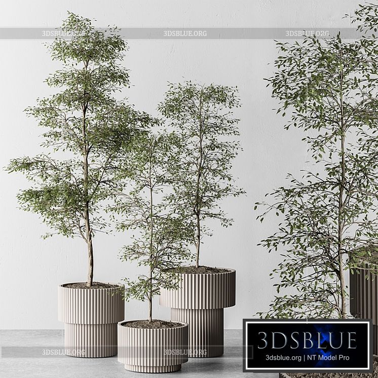 indoor Plant 497 – Sapling Tree 3DS Max - thumbnail 3