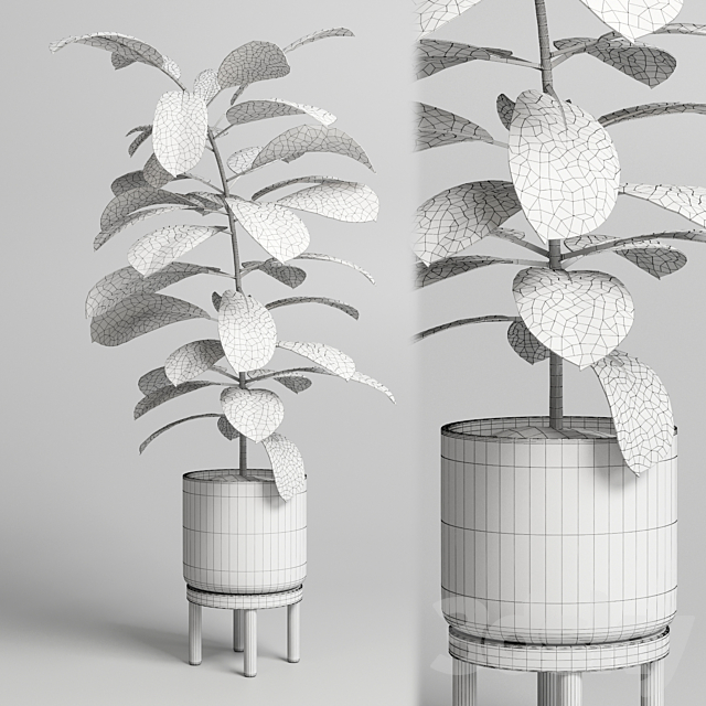 Indoor plant 53 vase wood 3DSMax File - thumbnail 3